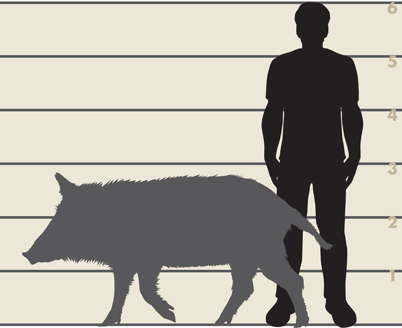 Feral Swine – Wildlife Illinois