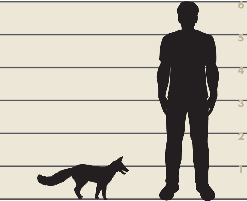Man and gray fox illustration