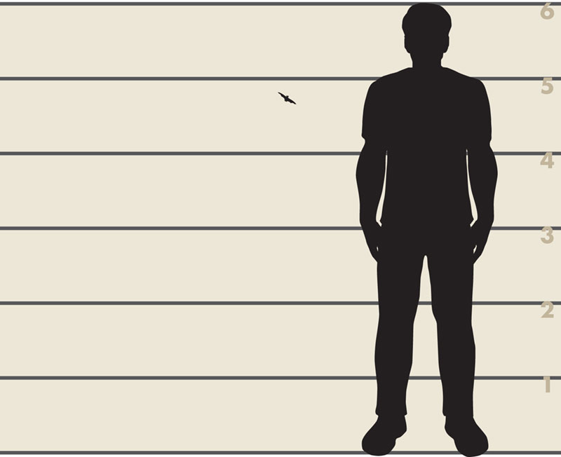 Size comparison of a six foot man and a little brown bat.