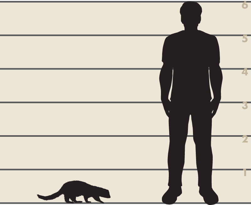 Man and American mink illustration
