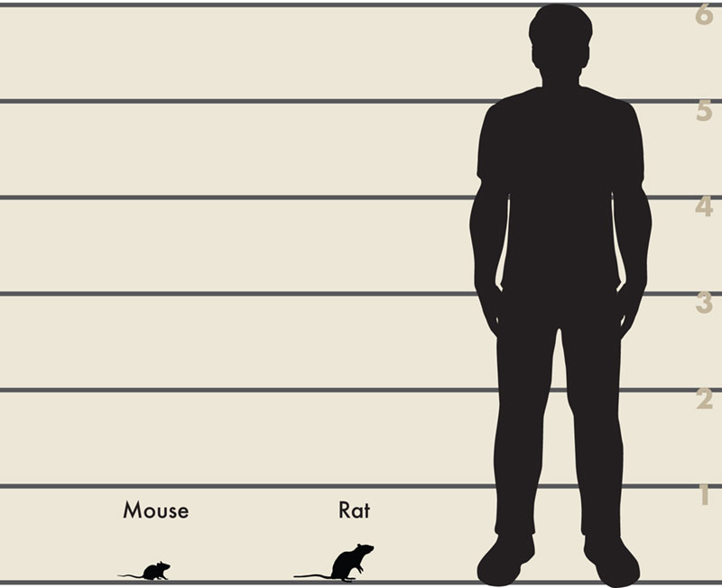 Man and mouse and rat illustration