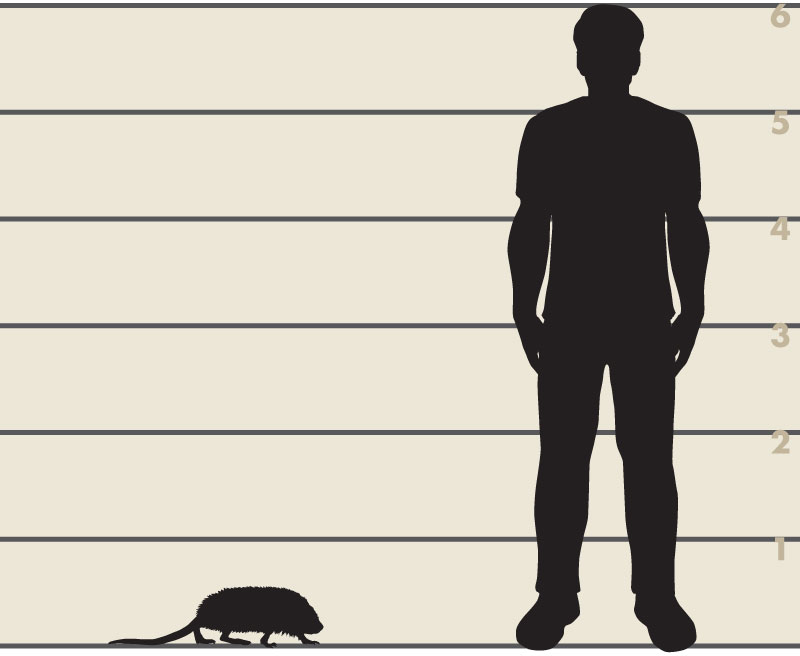 Man and muskrat illustration