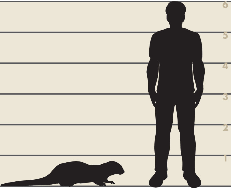 Man and river otter illustration
