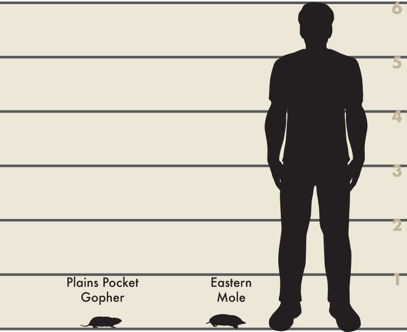 Man and mole illustration