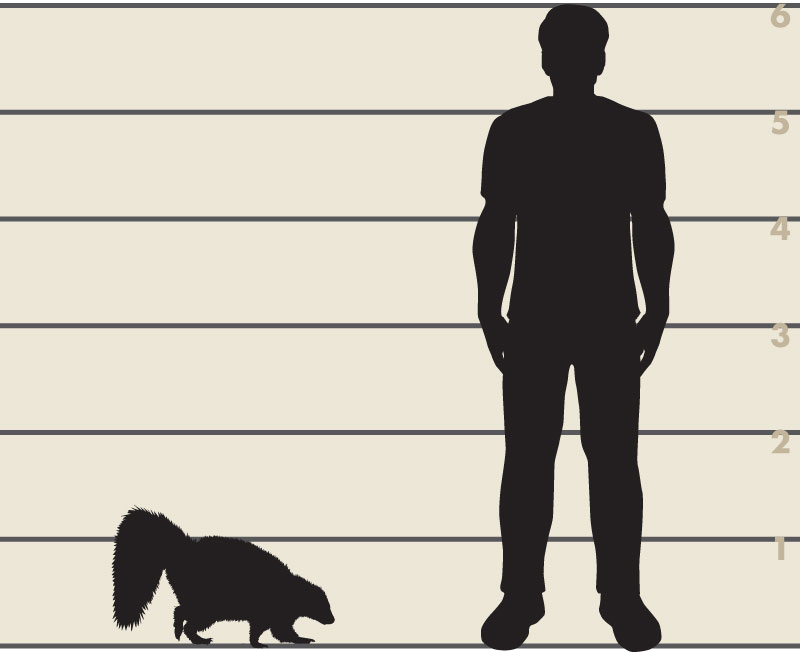 Man and skunk illustration