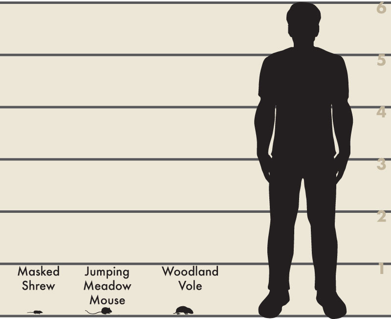 Man and small rodent illustration