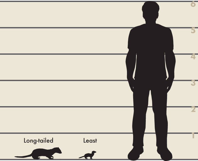 Man and weasel illustration