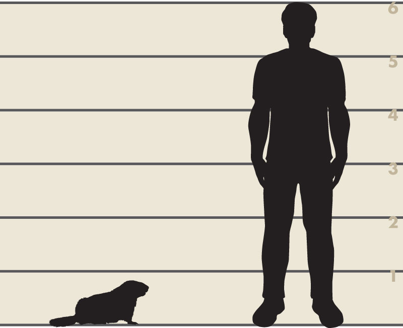 Man and woodchuck illustration