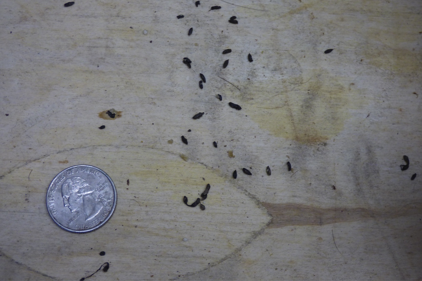 Mouse droppings with a quarter nearby for scale.
