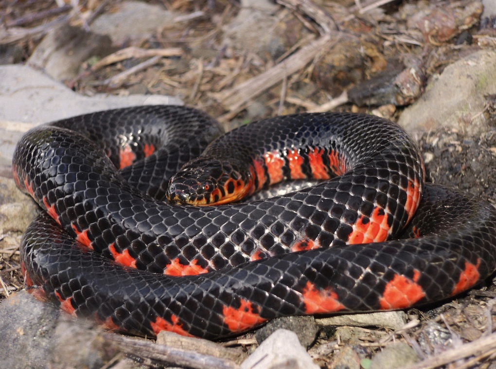 Red-bellied Mudsnake