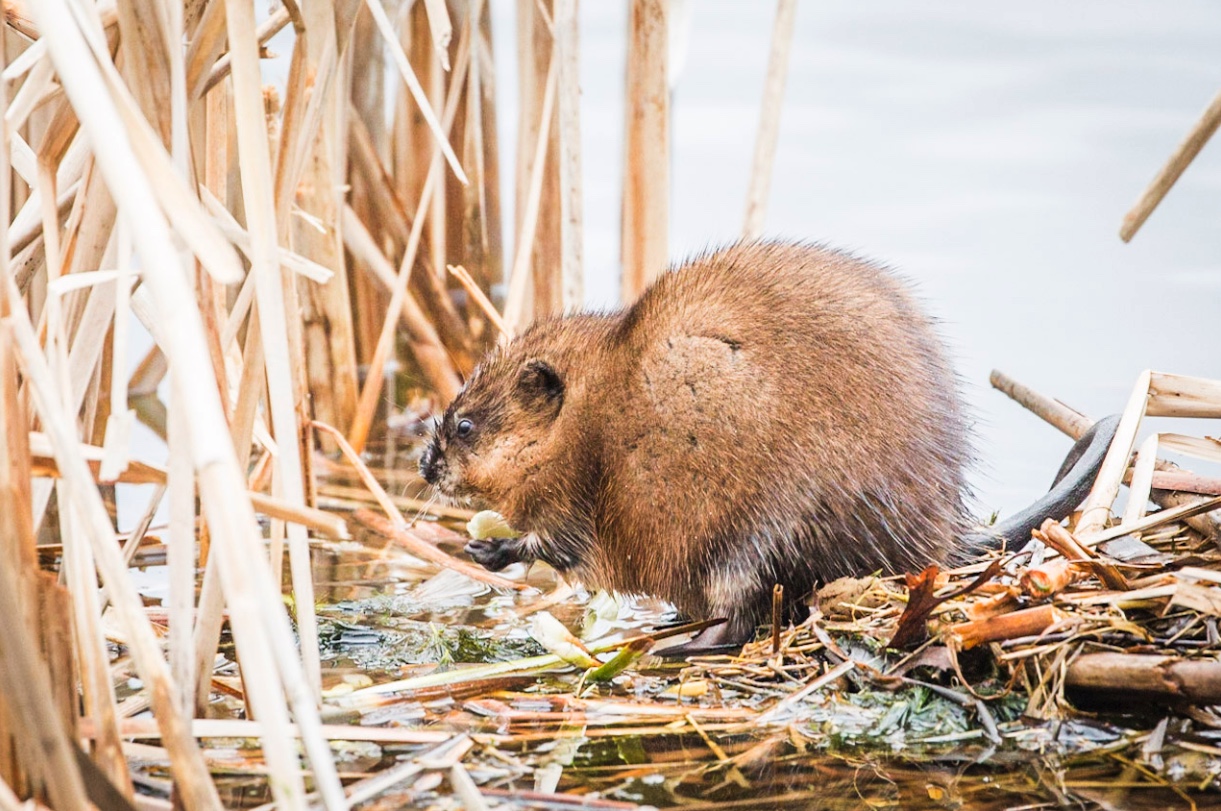 Muskrat eating.