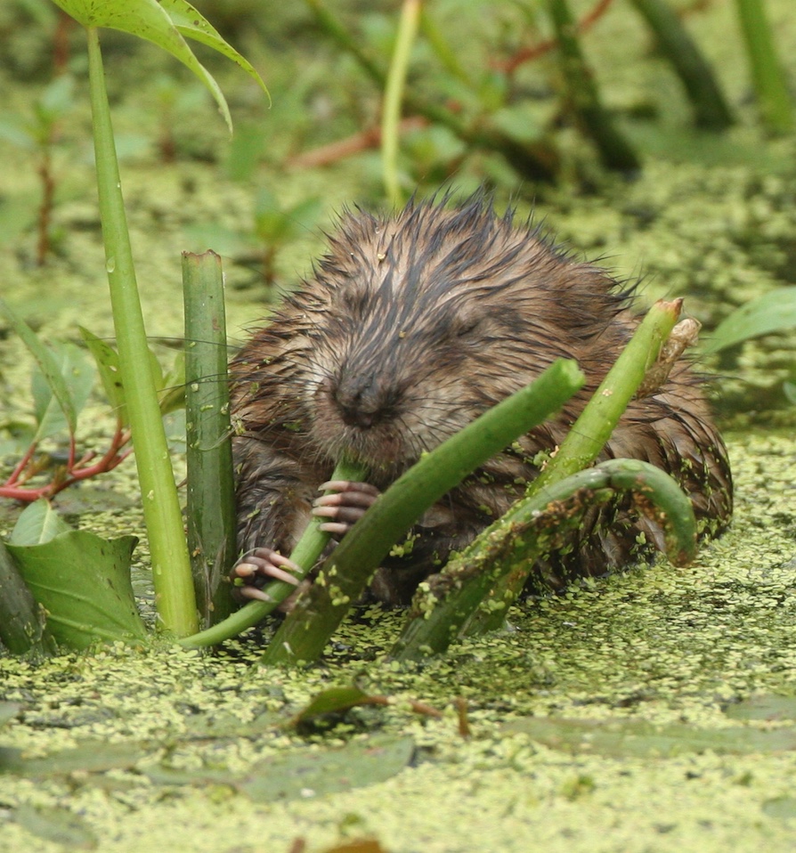 Muskrat eating in a pond.