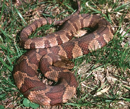 brown baby snake identification