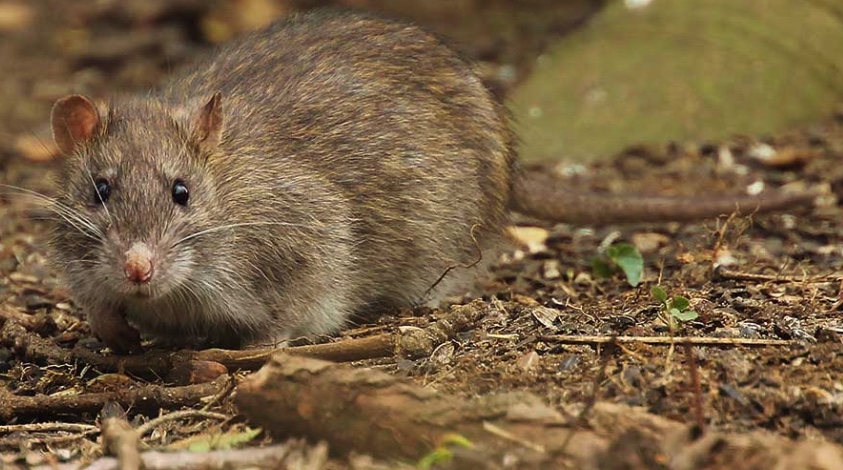 Norway rat, also called the brown rat.