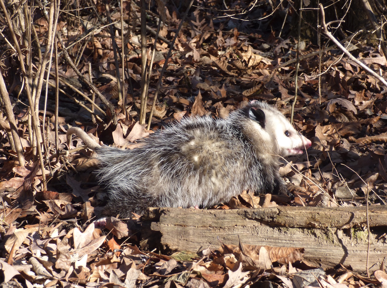 https://www.wildlifeillinois.org/wp-content/uploads/2019/01/Opossum-Duquette.jpeg