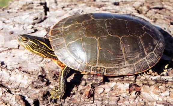 Painted Turtle