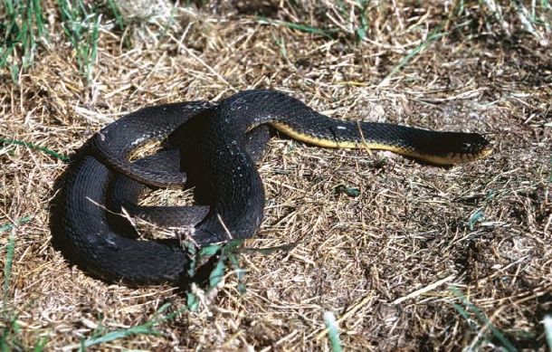 Plainbelly Watersnake