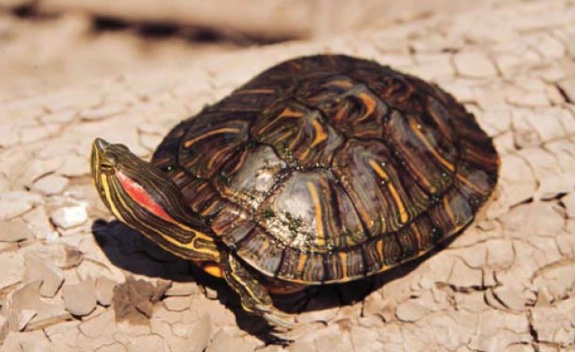 Of the three subspecies of Pond Slider recognized in the U.S., only the Red-eared Slider is found in Illinois.