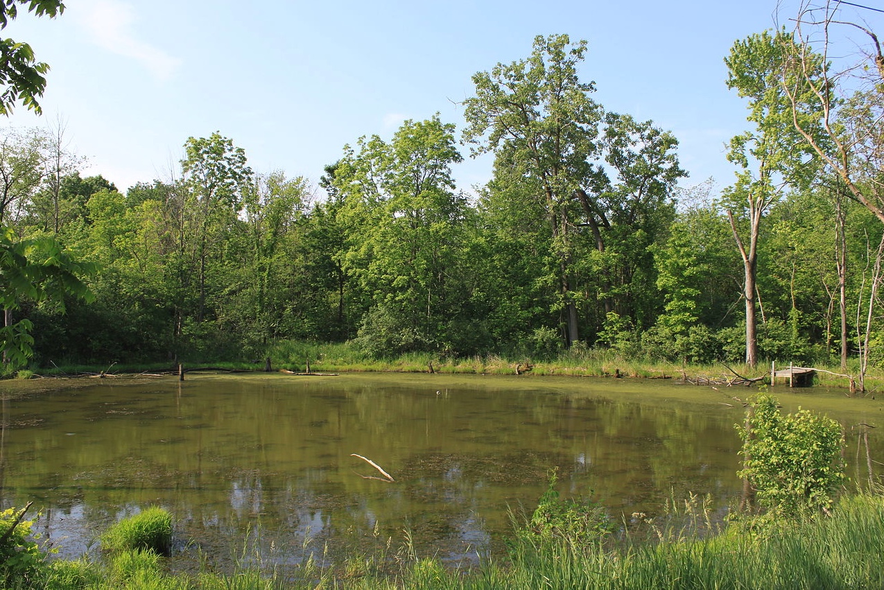 Pond with algae.