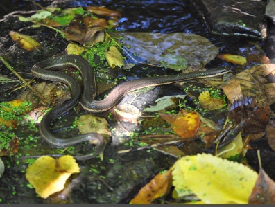 Queensnake