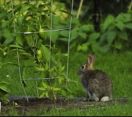 Rabbit sitting next to caged pepper plant in garden.