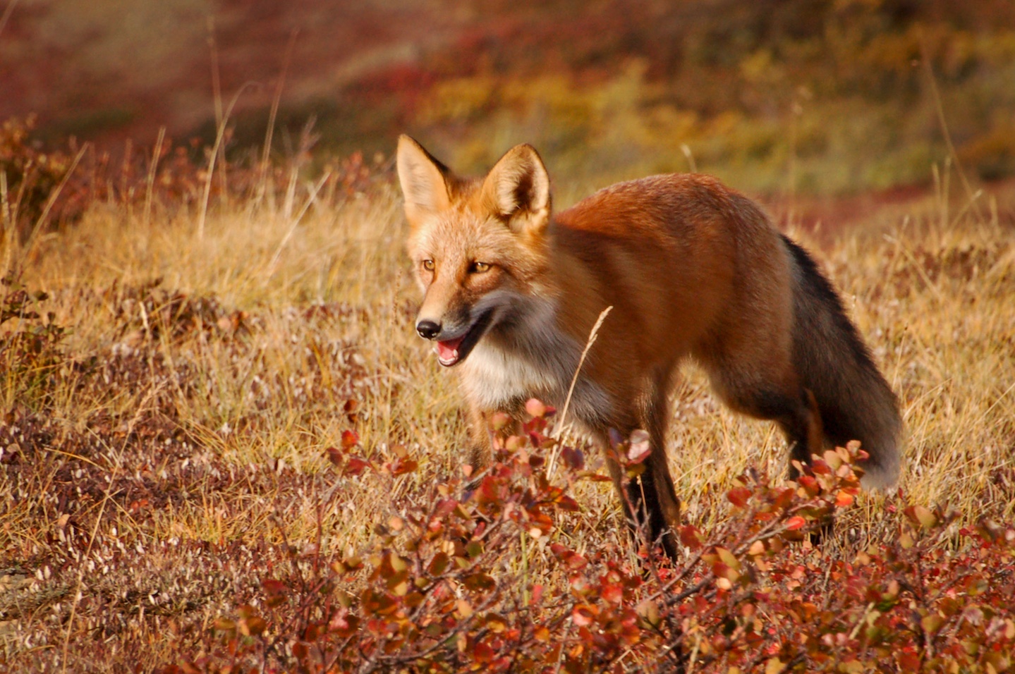 Red Fox – Wildlife Illinois