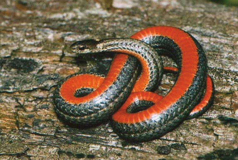 The Red-Bellied Snake