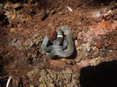 Ring-necked Snake