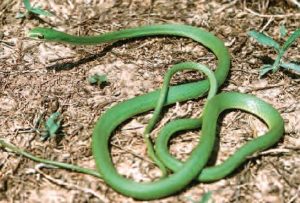 Rough Green Snake