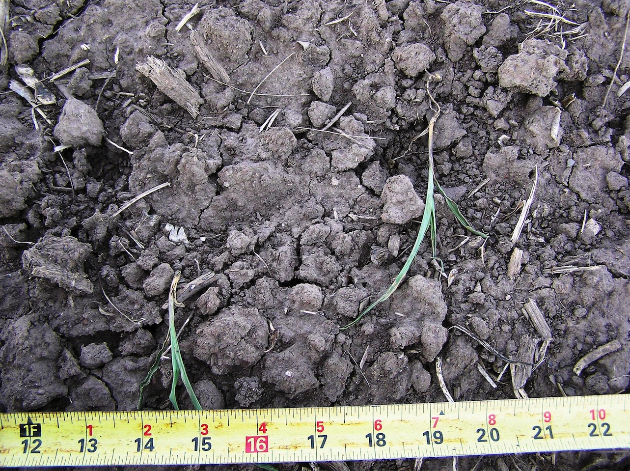 Sandhill crane damage in a corn field.