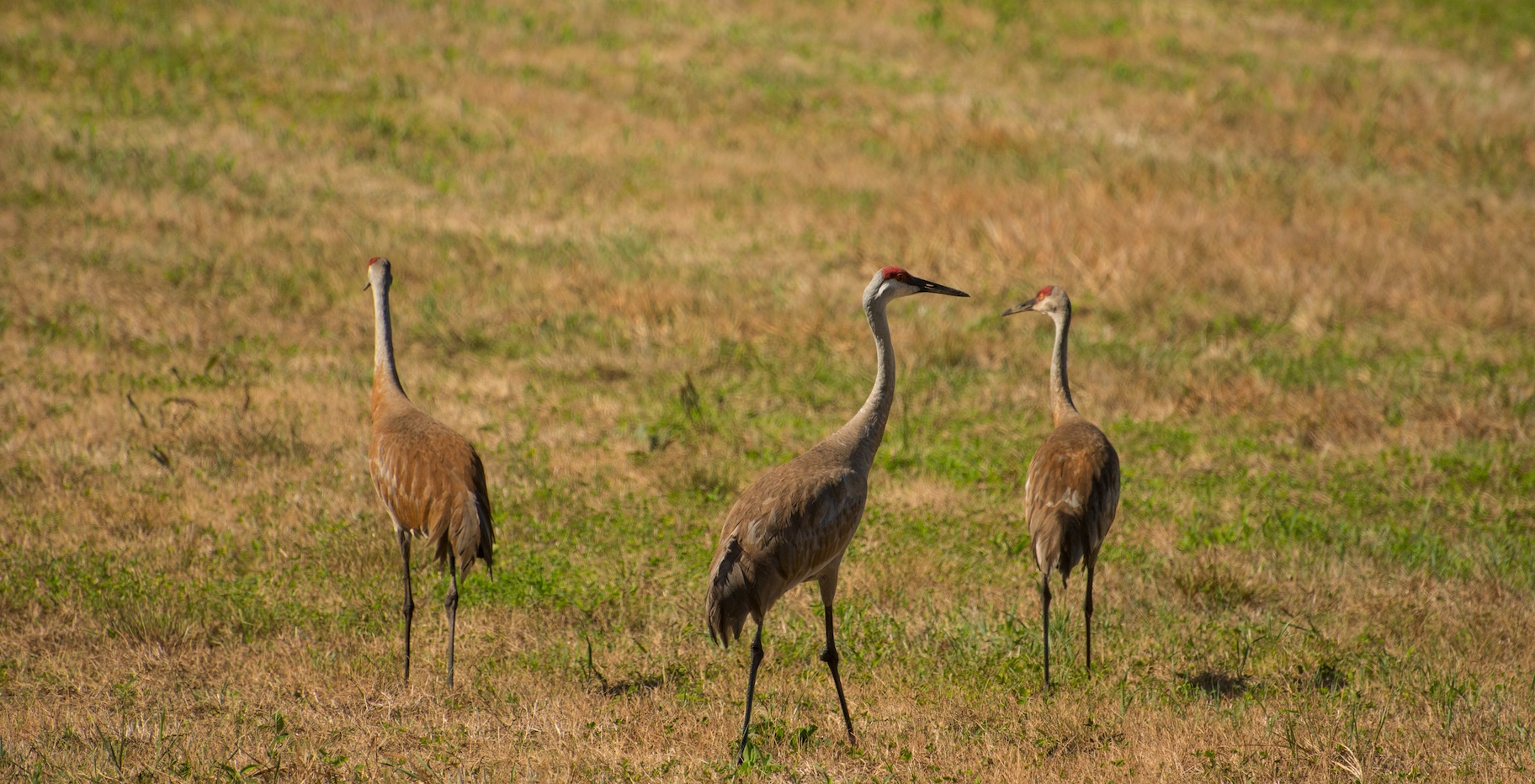 Three sandhill cranes standing in a field of grass.