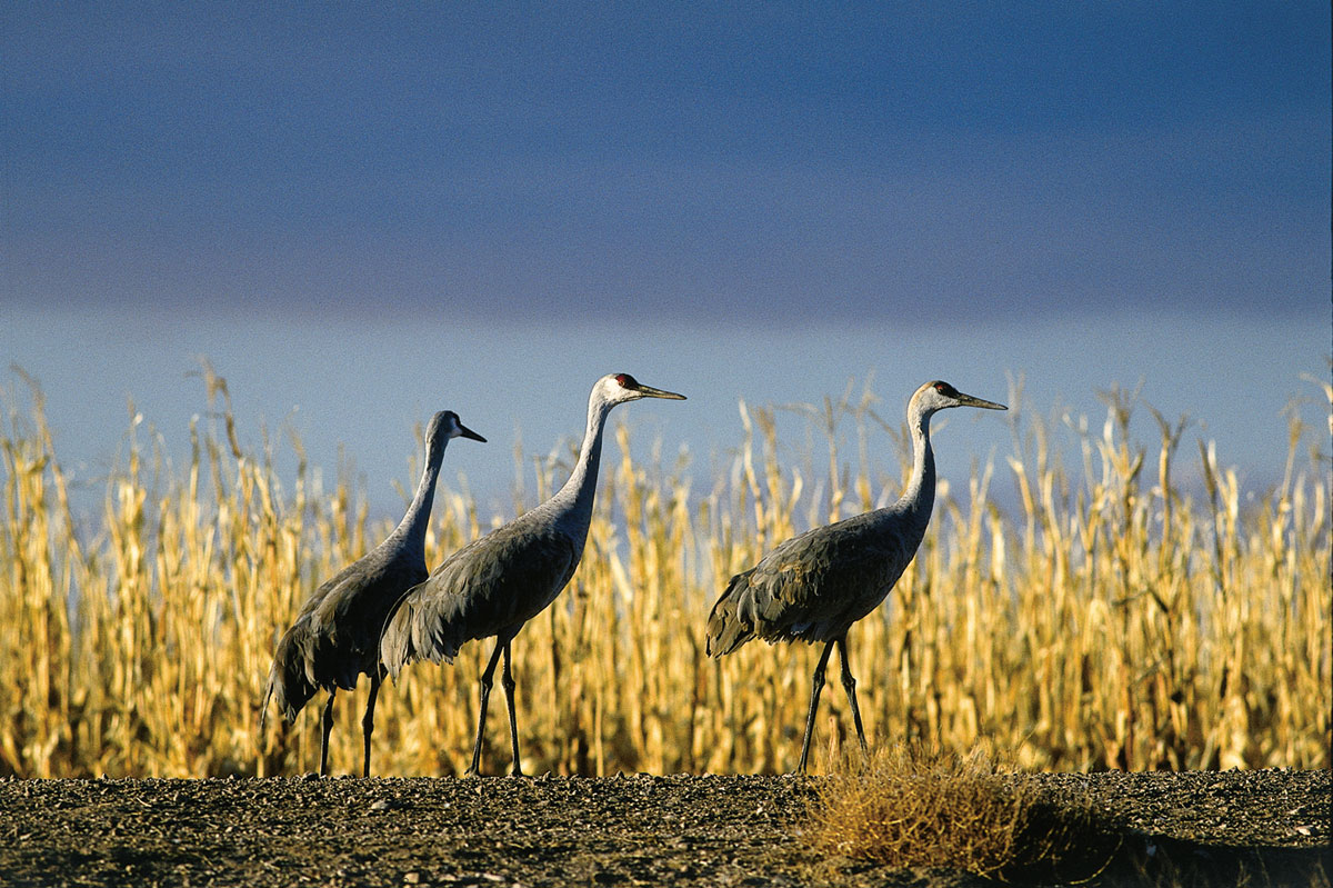 Sandhill Crane Identification, All About Birds, Cornell Lab of