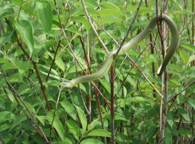 Smooth Green Snake