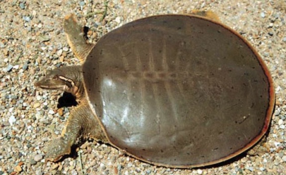 Smooth Softshell Turtle