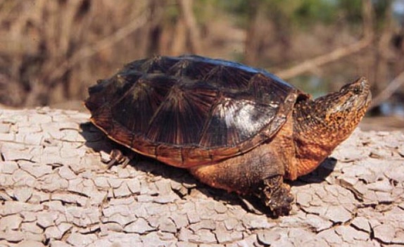 Snapping Turtle
