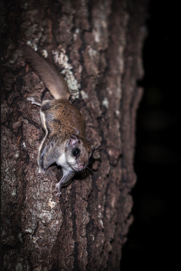 northern flying squirrel northern flying squirrel