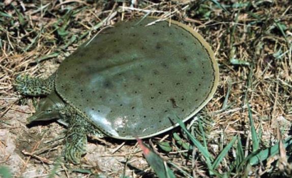 Spiny Softshell Turtle