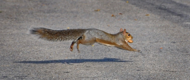 Gray squirrel with a peanut.