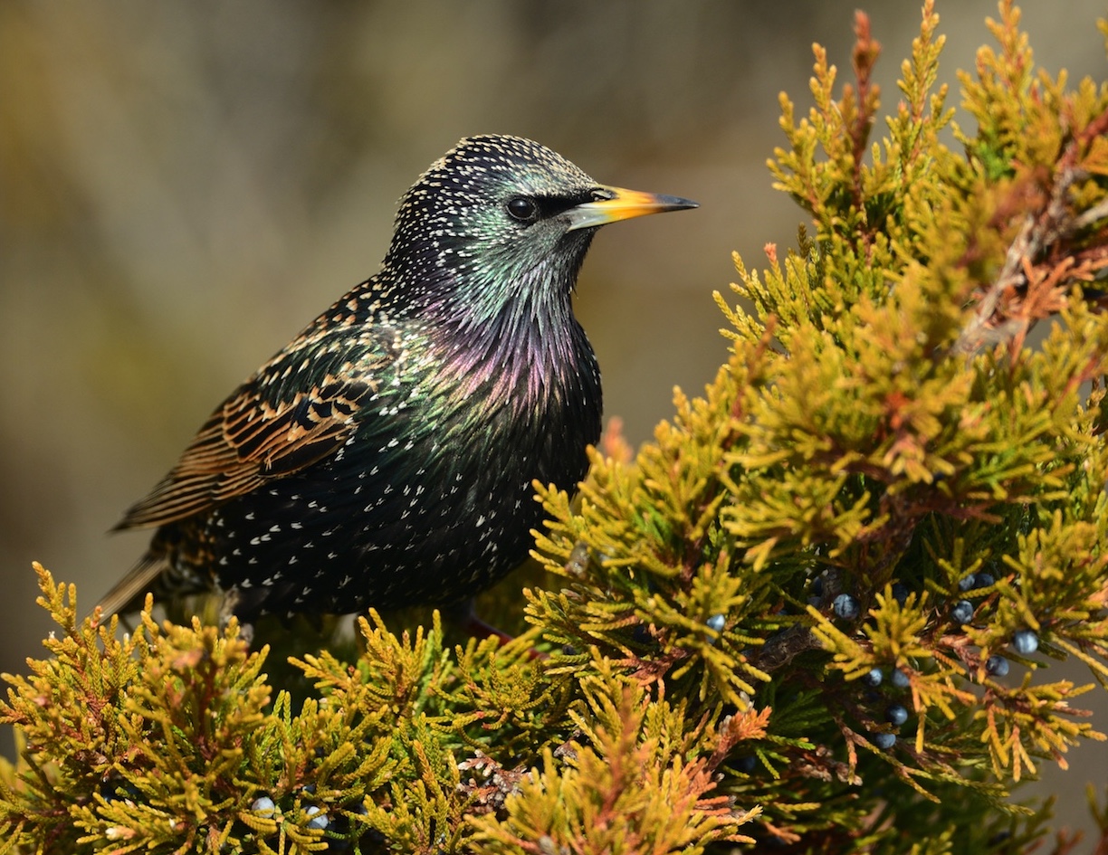 European Starling – Wildlife Illinois