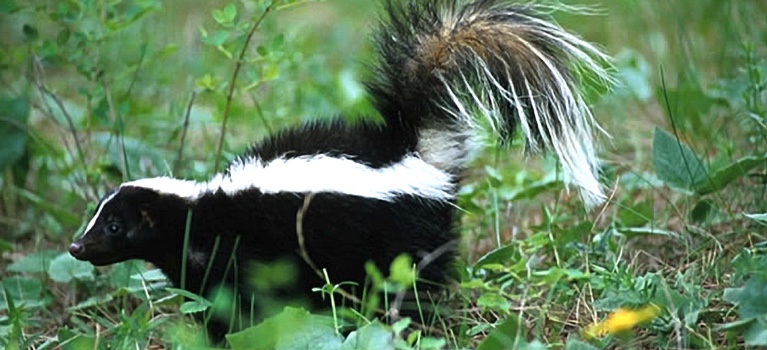 Striped skunk walking through the grass.