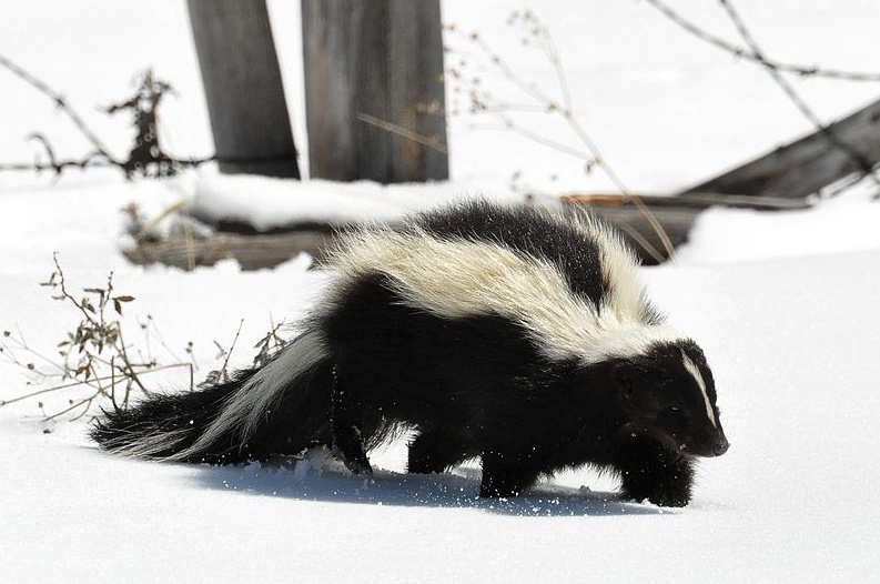 Striped skunk walking through the snow.