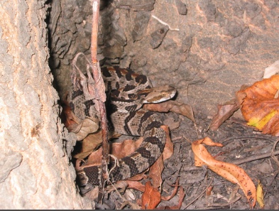 Timber Rattlesnake