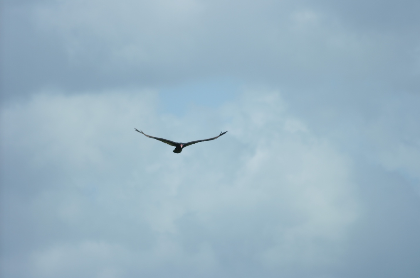 Turkey vulture soaring on an air current. Note the slight V-shape of the wings.