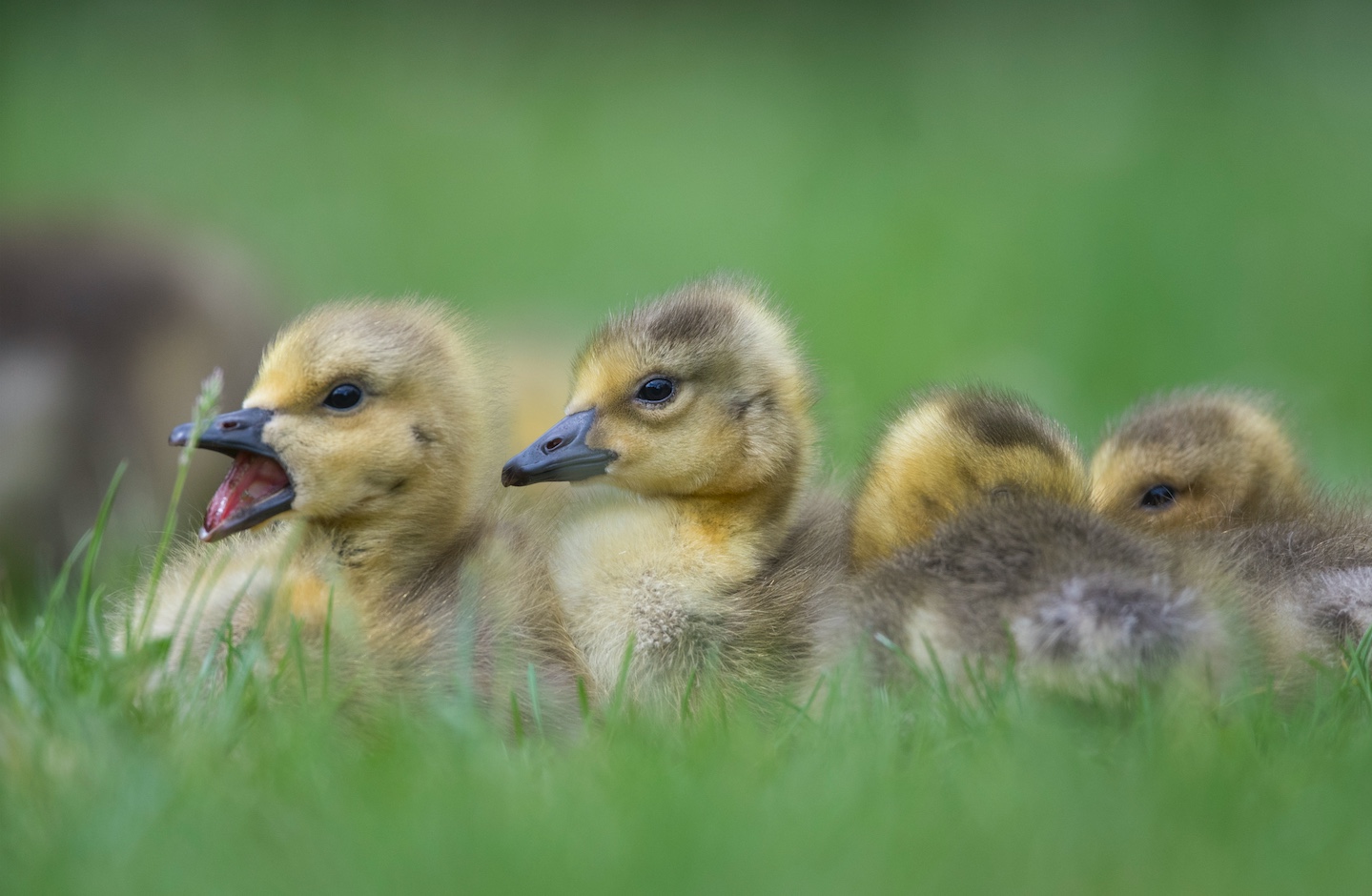 Canada geese goslings