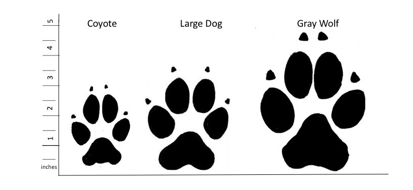 Animal Identification Throwdown: Gray Wolf vs. Coyote