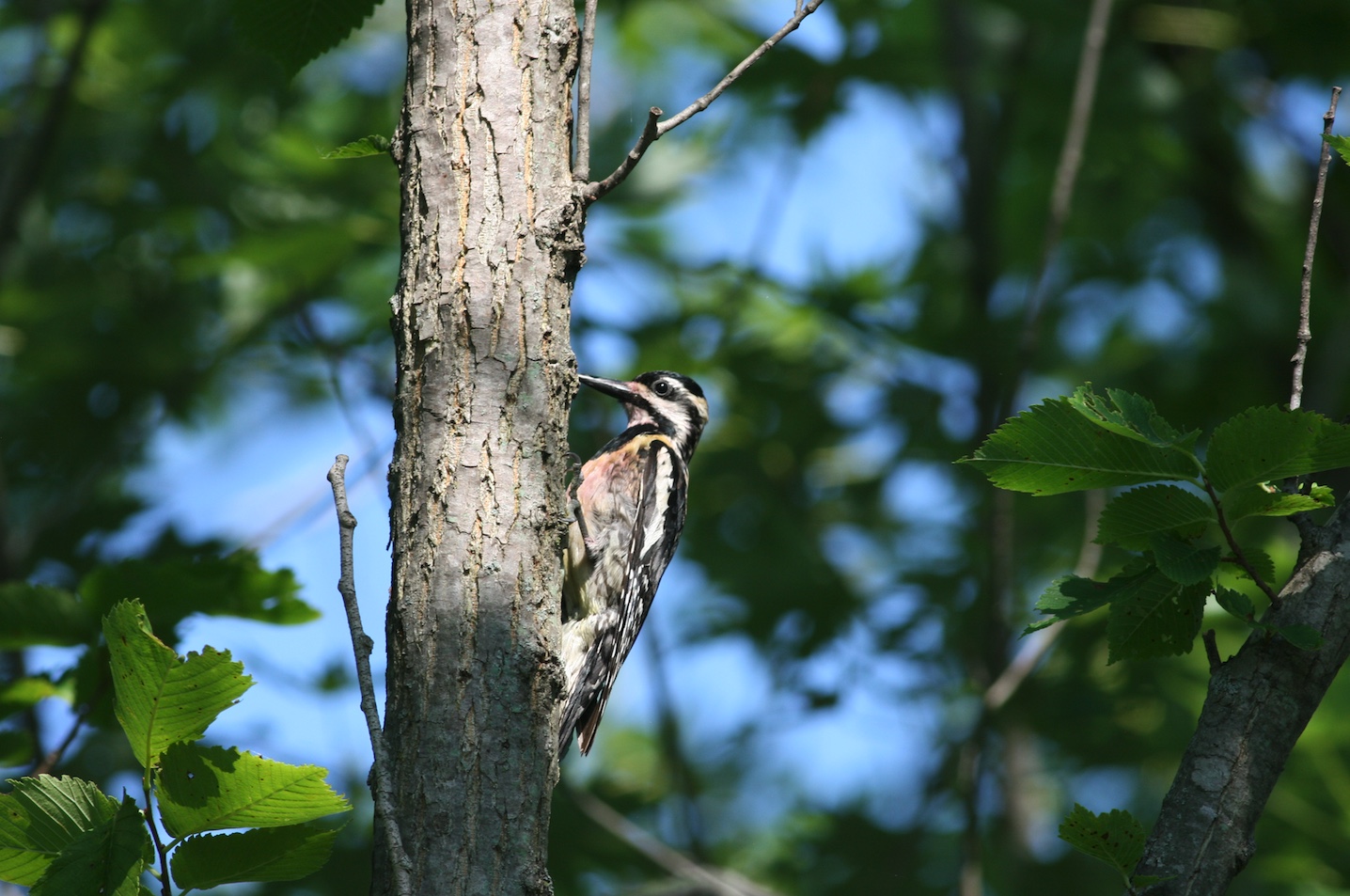 Yellow-bellied sapsucker on tree.