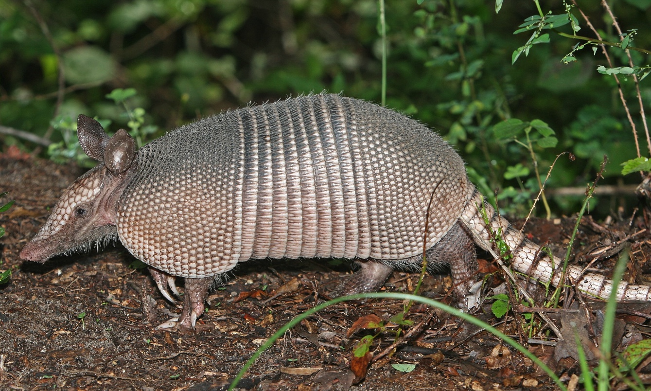 Nine-banded armadillo