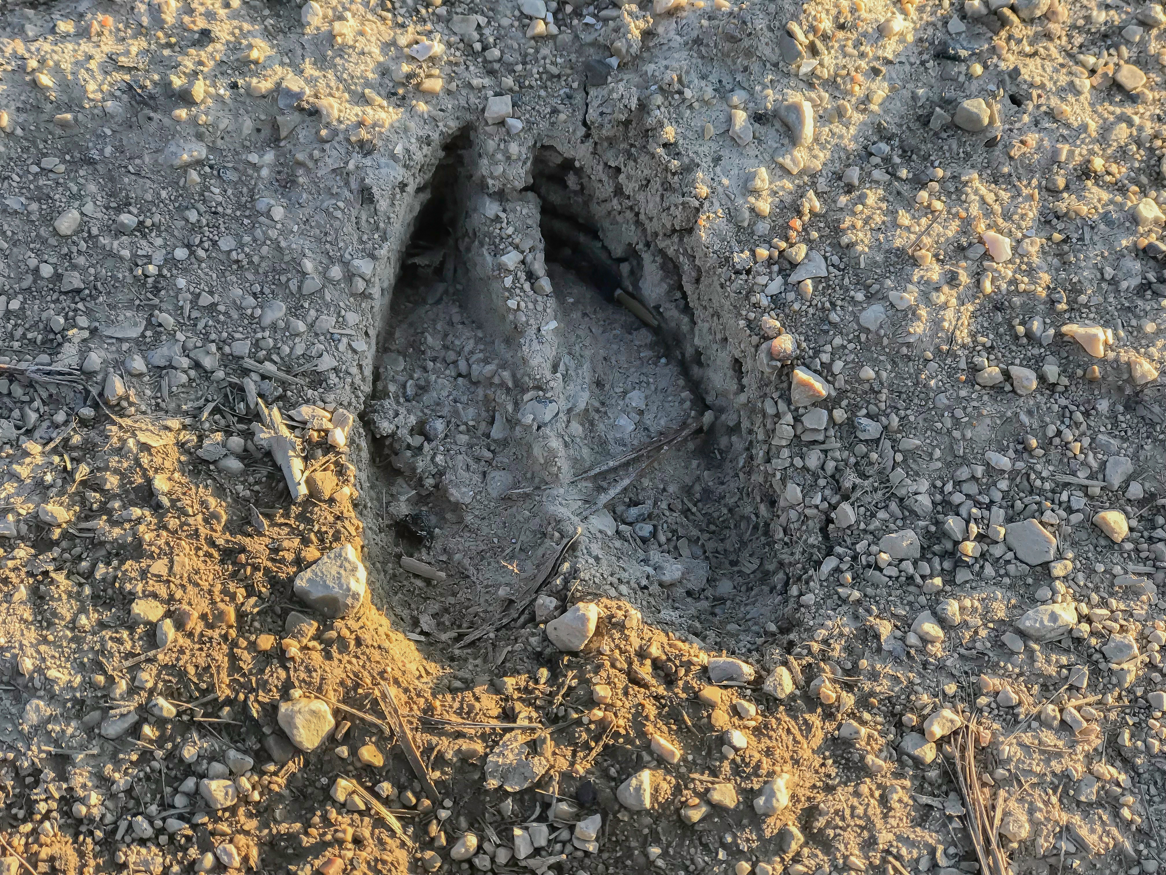 Deer's hooves make sharp, heart-shaped tracks.