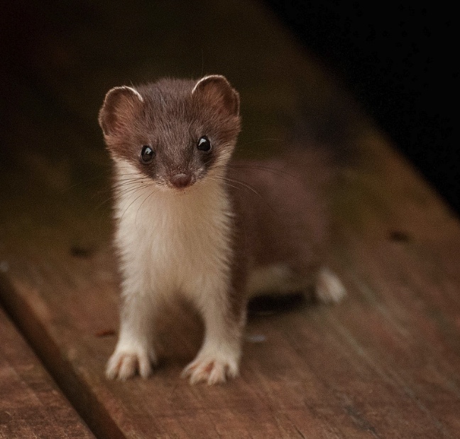 Young least weasel on a wooden deck.