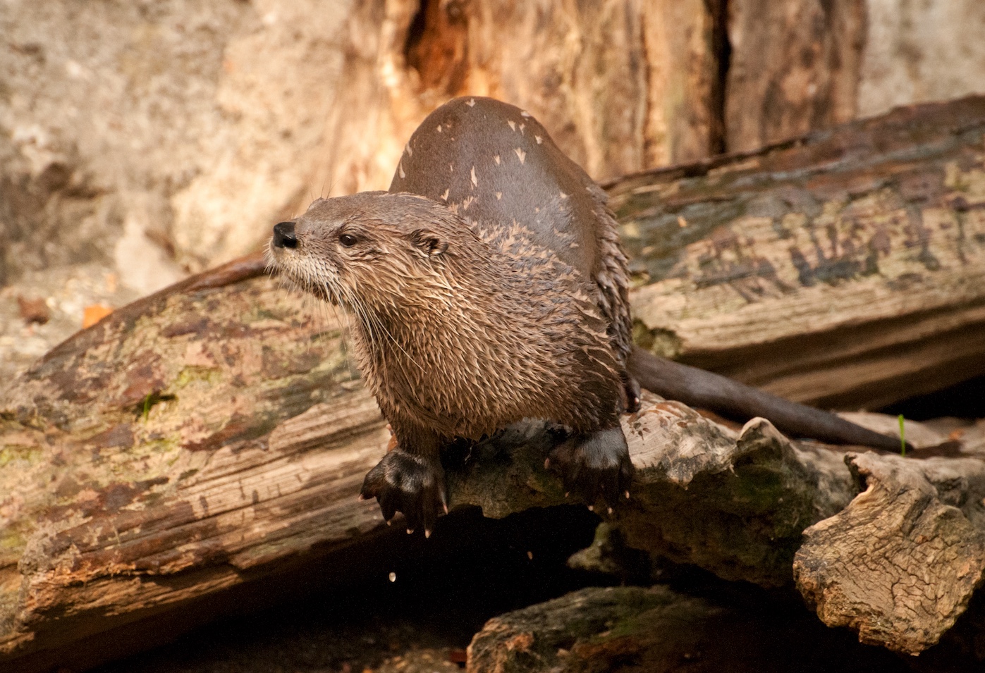 River otter on alog near a river.